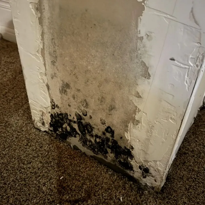 Professional Mold Removal in Lancaster County, PA